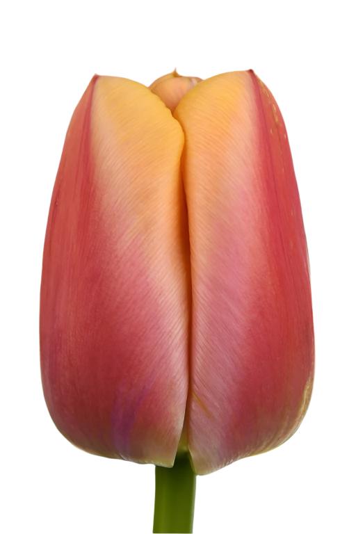 Tulip Coral Pride 10-pack