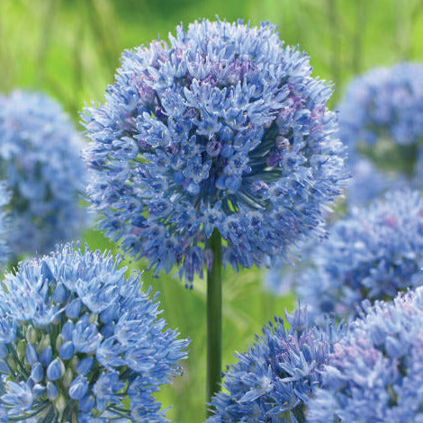 Allium Caeruleum 10-pack