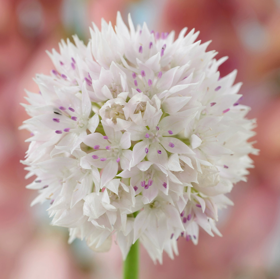 Allium Graceful Beauty 10-pack