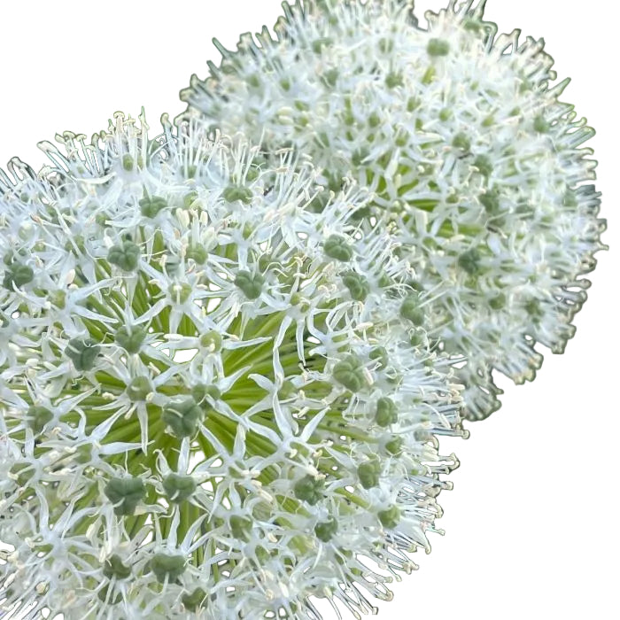 Allium Mount Everest 1-pack