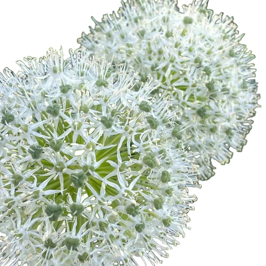 Allium Mount Everest 1-pack