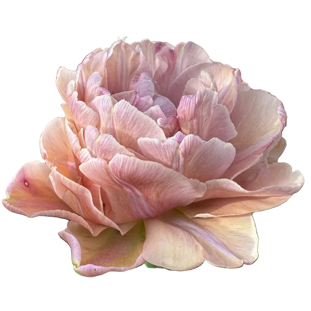 Tulip Beachberry 10-pack