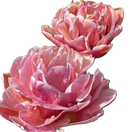 Tulip Beachberry 10-pack