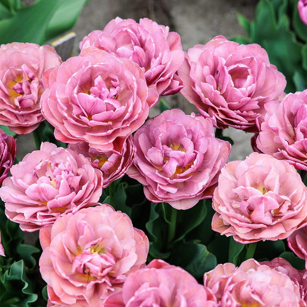 Tulip Beachberry 10-pack