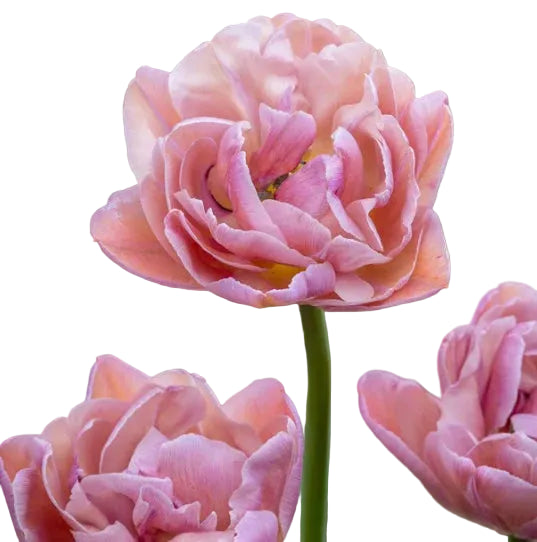 Tulip Beachberry 10-pack