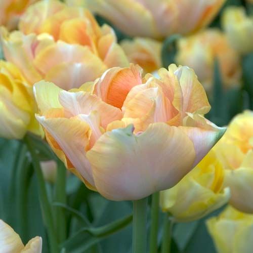 Tulip Charming Lady 10-pack