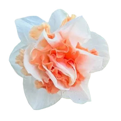 Narcissus Delnashaugh 8-pack