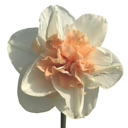Narcissus Delnashaugh 8-pack