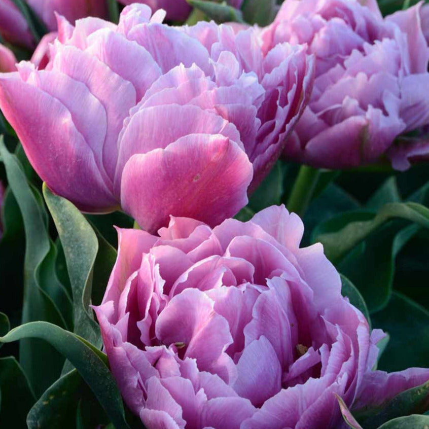 Tulip Double Price 10-pack