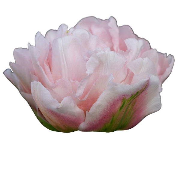 Tulip Dreamer 10-pack