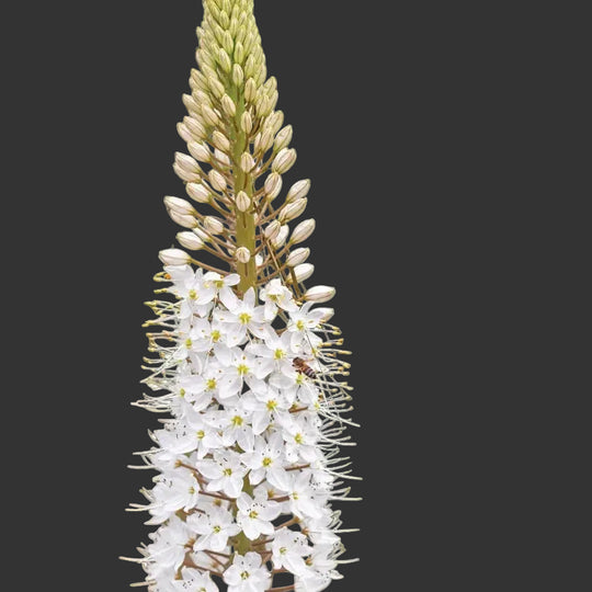 Eremurus White Tops 1-pack