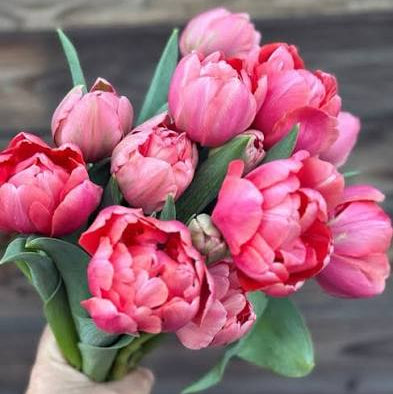 Tulip Etched Salmon 10-pack