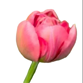 Tulip Etched Salmon 10-pack