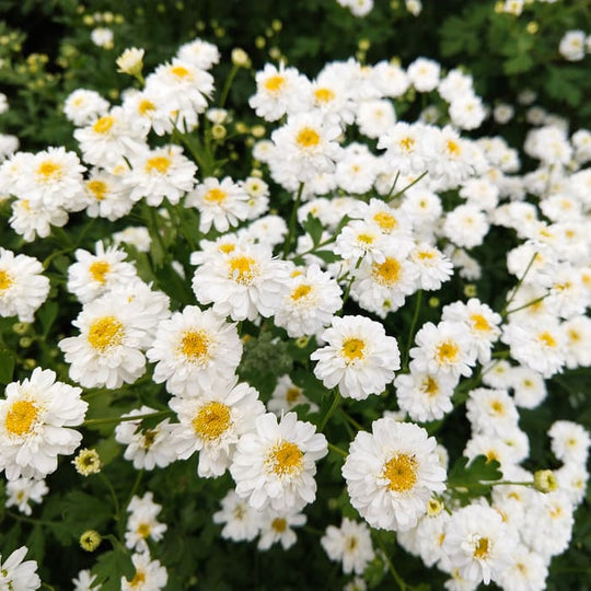 Feverfew White Wonder