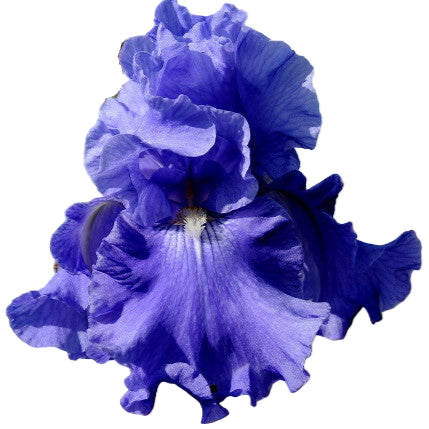 Fiesta In Blue AWARD WINNER