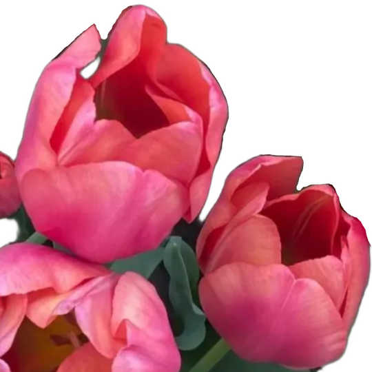 Tulip Flevo Passion 10-pack