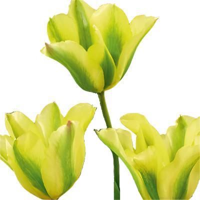 Tulip Viridiflora Formosa