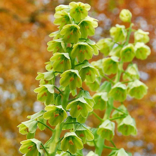 Fritillaria Persica Ivory Bells 1-pack