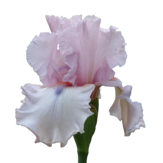 Iris Island Blush
