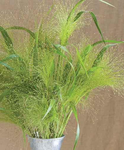Grass Feathertop