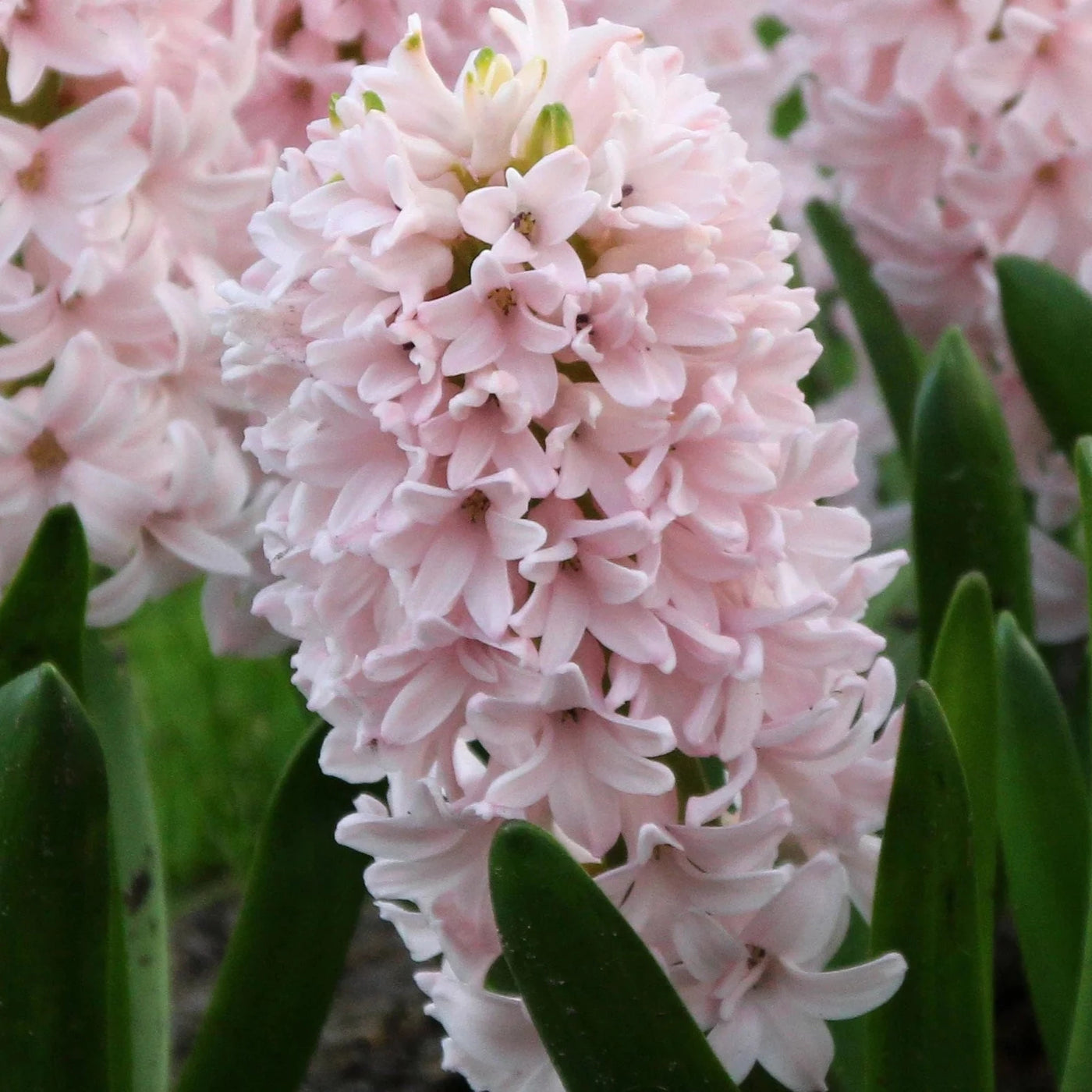Hyacinth China Pink 5-pack