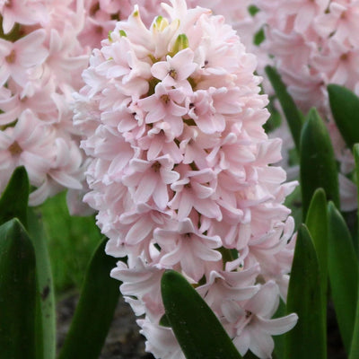 Hyacinth China Pink 5-pack