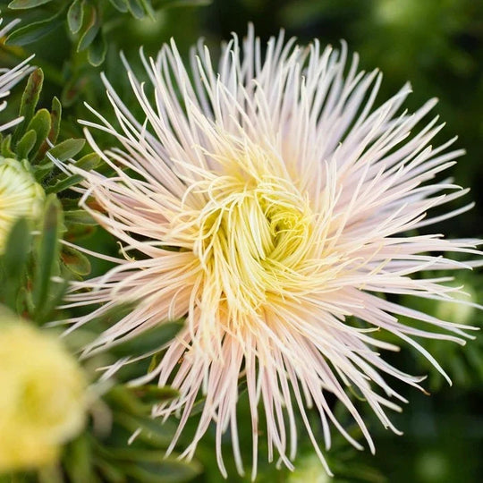 Aster Valkyrie Brunhilde Chamois