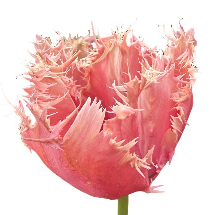 Tulip Paleis Het Loo 10-pack