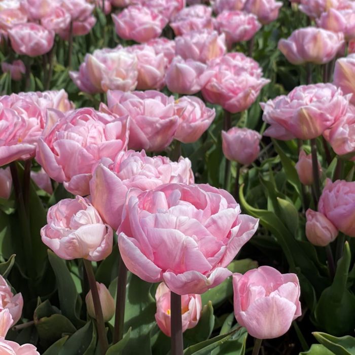 Tulip Mariage 10-pack