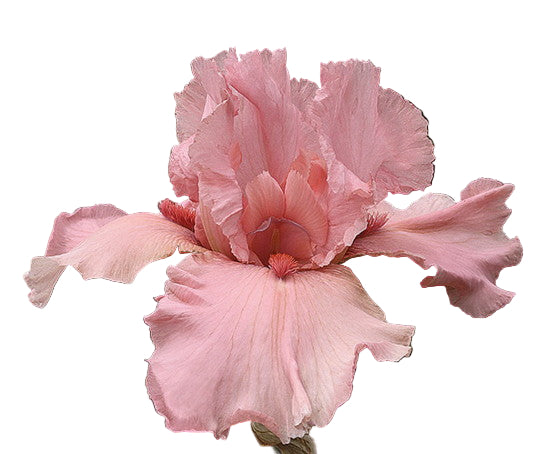 I Pink I Can MULTI-AWARD WINNER