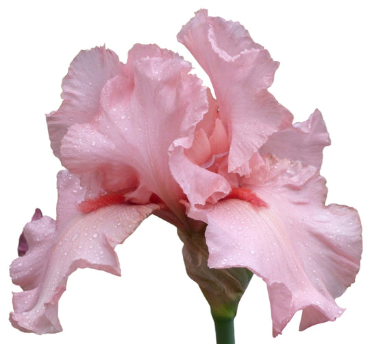 I Pink I Can MULTI-AWARD WINNER