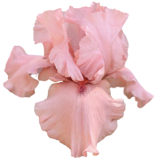 I Pink I Can MULTI-AWARD WINNER