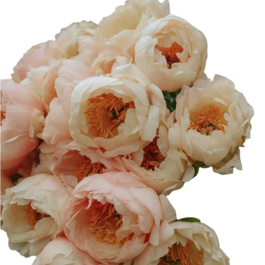 Collector Peony King's Day 3/5 eyes