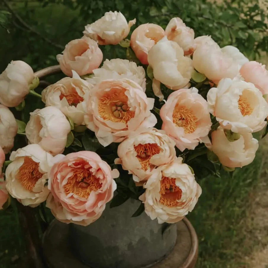Collector Peony King's Day 3/5 eyes
