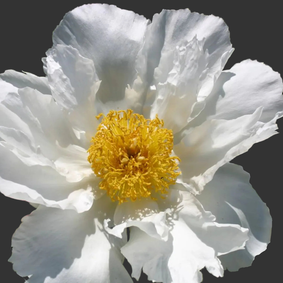 Peony Krinkled White