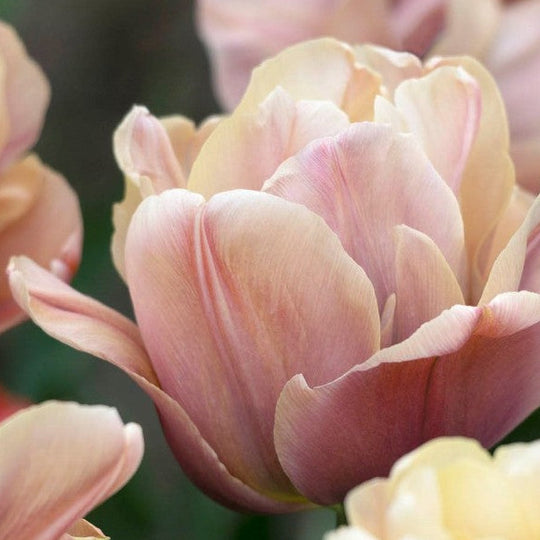 Tulip La Belle Epoque 10-pack