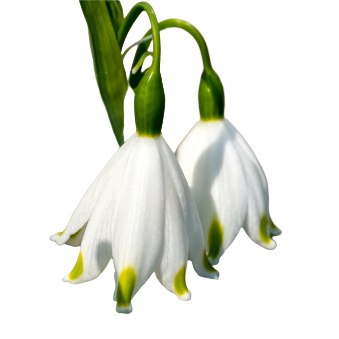 Leucojum Summer Snowflake 8-pack