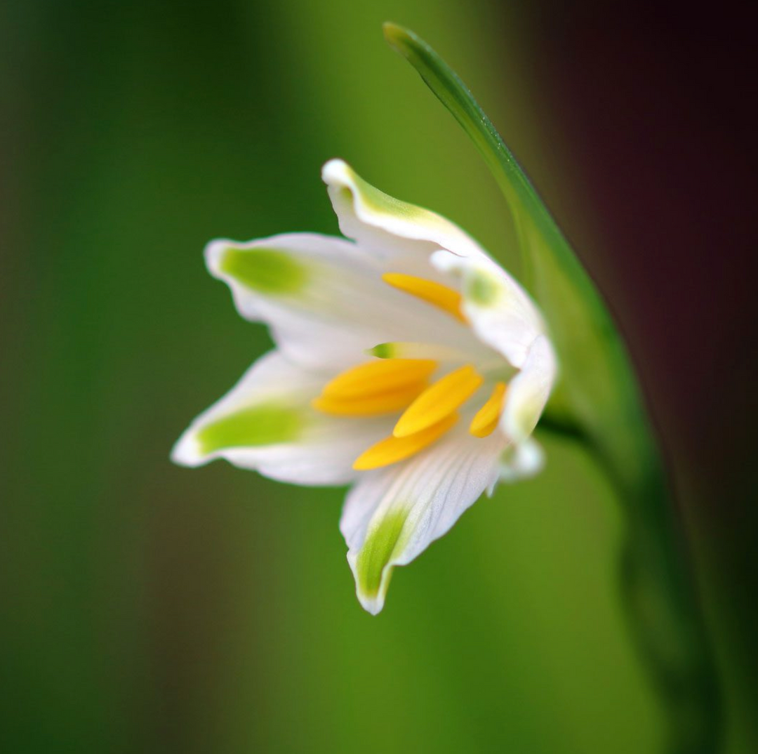 Leucojum Summer Snowflake 8-pack