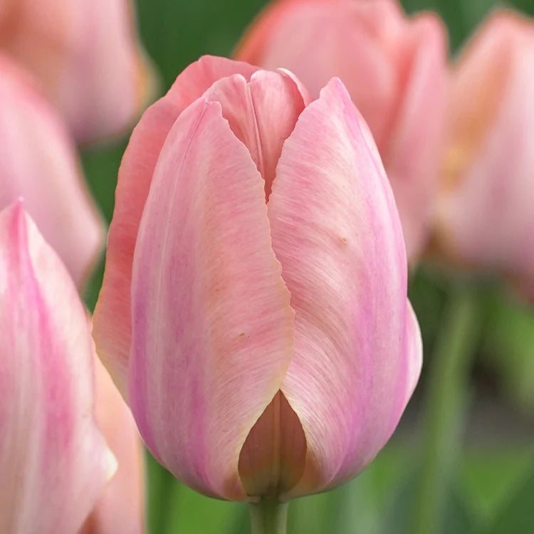 Tulip Salmon Van Eijk 10-pack