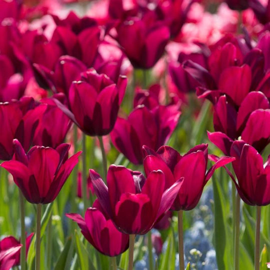 Tulip Lily Flowering Merlot 10-pack