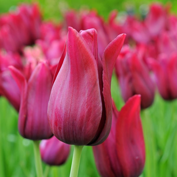 Tulip Lily Flowering Merlot 10-pack