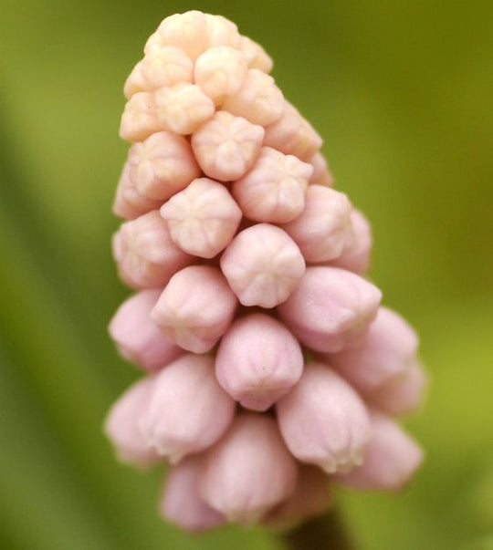 Muscari Pink Sunrise 5-pack