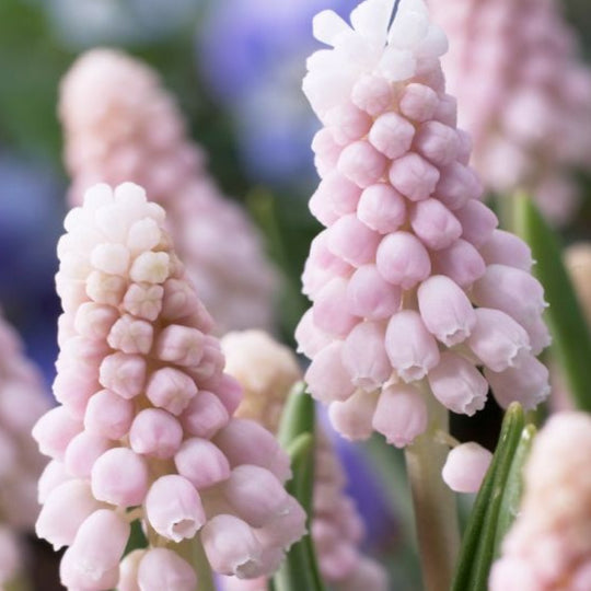 Muscari Pink Sunrise 5-pack