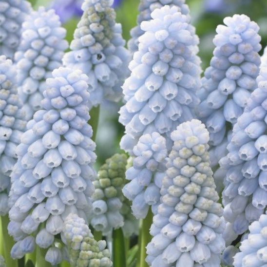 Muscari Baby's Breath 10-pack