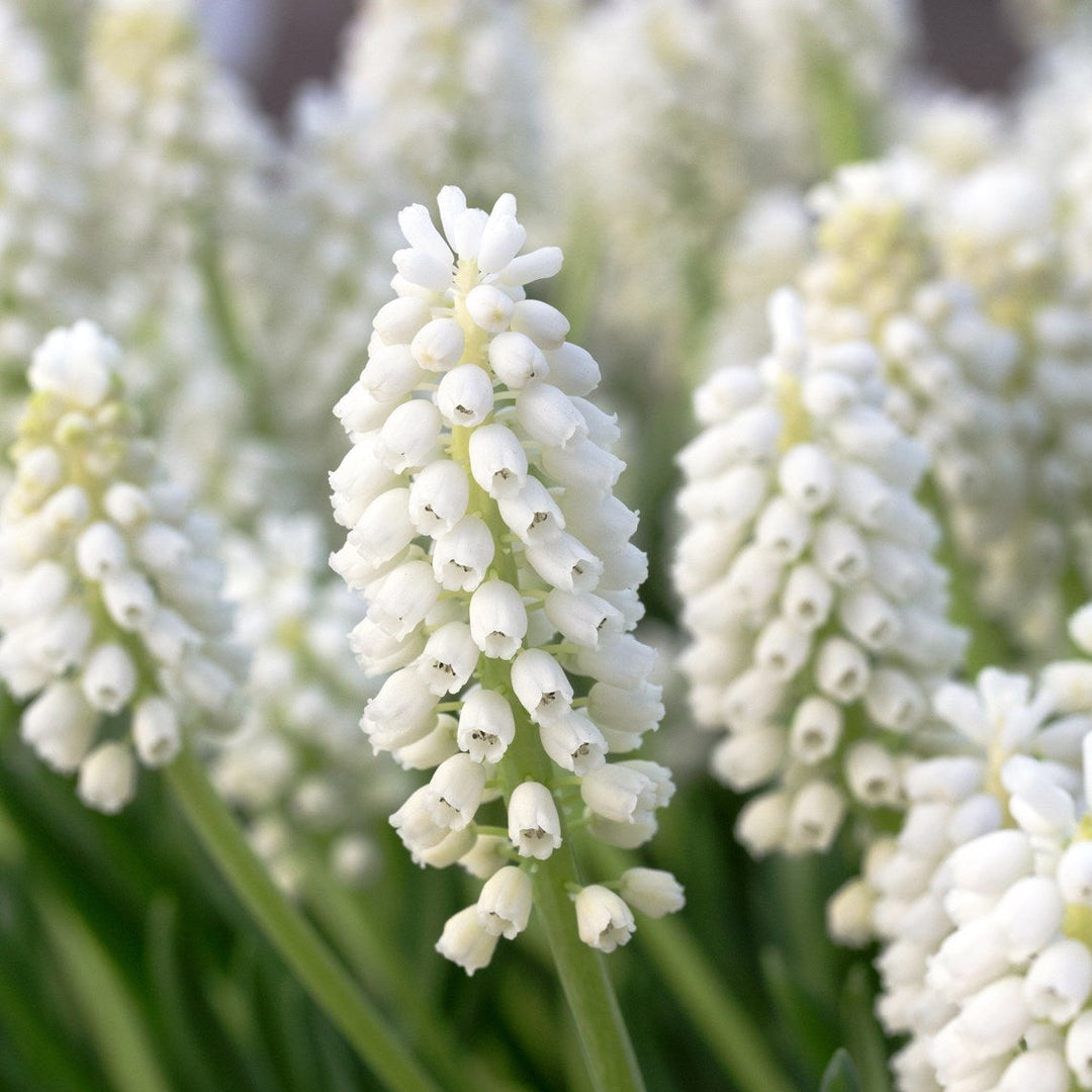 Muscari White Magic 10-pack