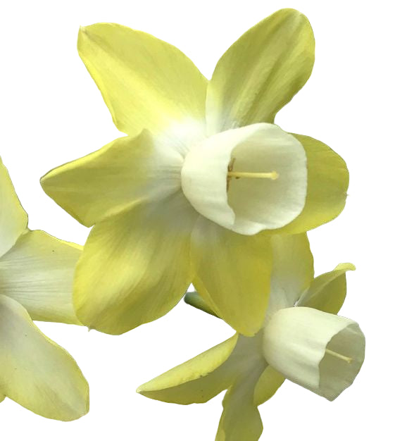 Narcissus Moonlight Sensation 8-pack