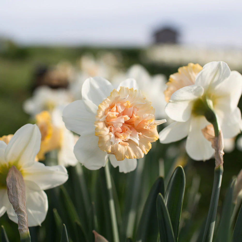 Narcissus Petit Four 5-pack