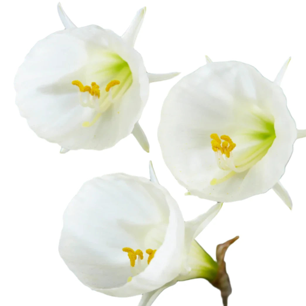 Narcissus Mary Poppins 8-pack