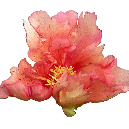 Collector Peony (ITOH) Sonoma Kaleidoscope