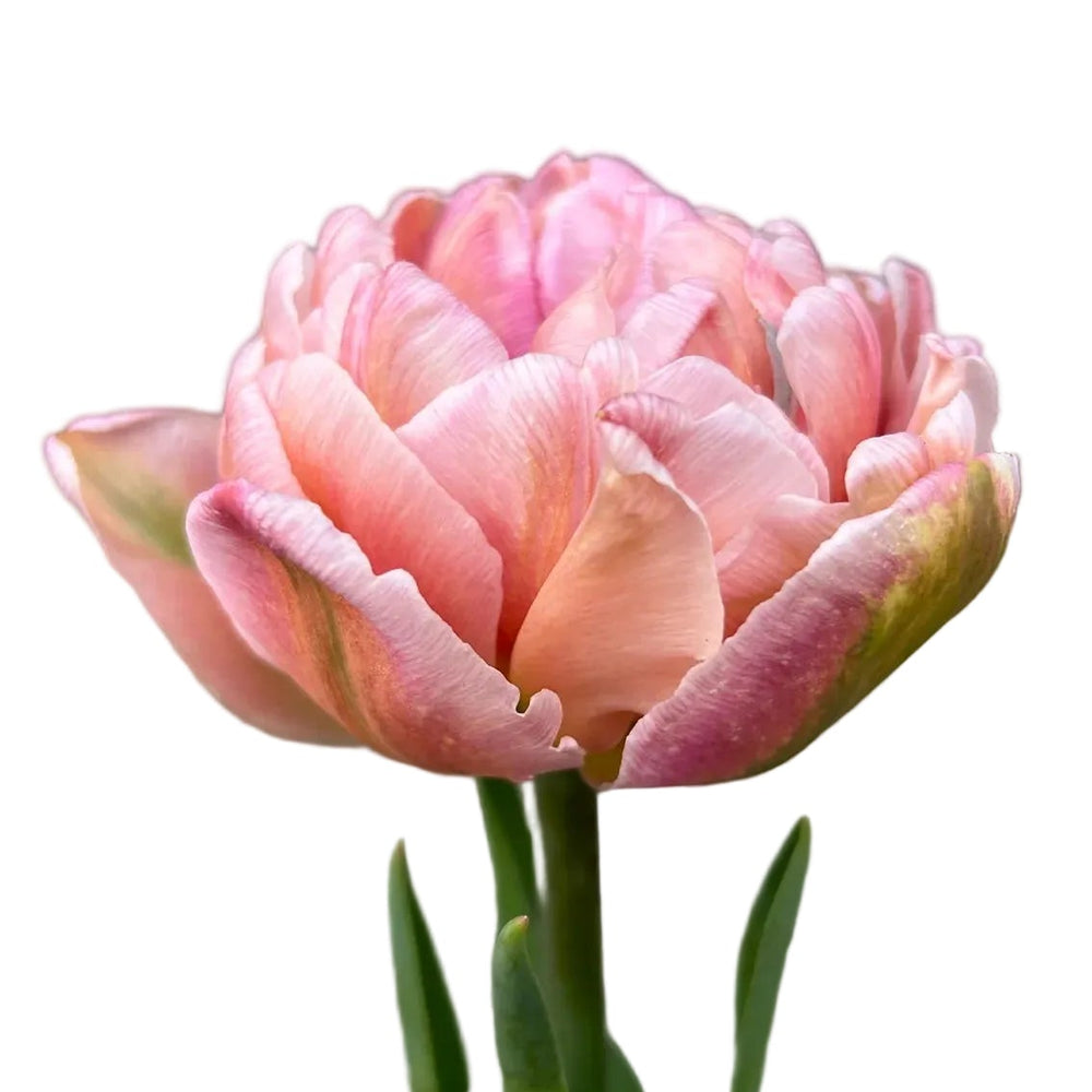 Tulip Pink Mist 10-pack